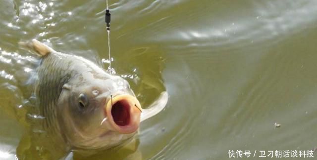 「中鱼」糗钓半天浮漂一动不动,换饵料时却钓上来一条鱼,这是怎么回事?