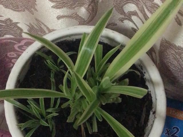  [明亮的位置]嫌花长得丑，趁现在砍头，2个月脱胎换骨！