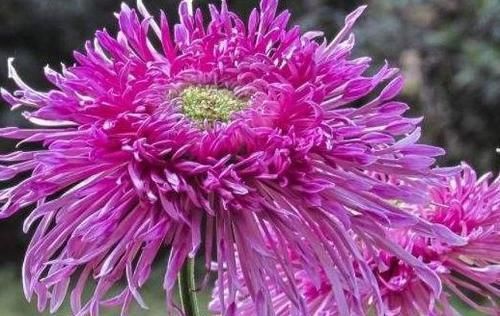  「春风」春天养此款花卉，春风吹开花旺，花姿妖娆，四季繁花似锦，美