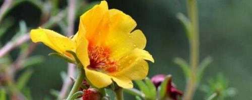  『扦插』太阳花怎么打顶扦插