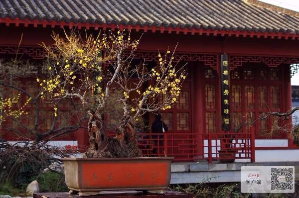 东湖梅花桩景宛如迷你山水画，最老一株古蜡梅超200年