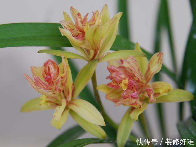 新手养兰必选兰花品种，花瓣层层叠叠，花香浓郁，观赏价值很高