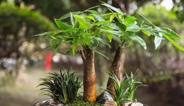  #消毒#夏季种植发财树，放置在客厅？选择“剃光头”，更有利于后续发展