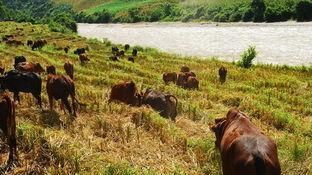  「放牧」一个农村劳动力，生态放牧养殖20头牛，每年能赚多少钱