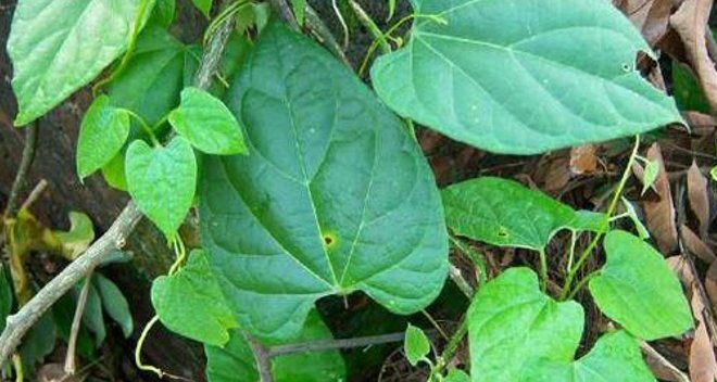  #绳子#此“绳子”，如今价值珍贵，50元一斤，你们认识吗？