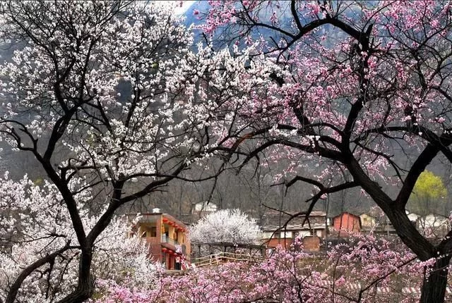 三八国际妇女节,太行大峡谷景区祝各位女神节日快乐【2020热门旅游景点】