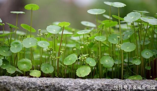  便是|3种绿植，开花便是“好兆头”，家里放一盆，日子顺风又顺水！