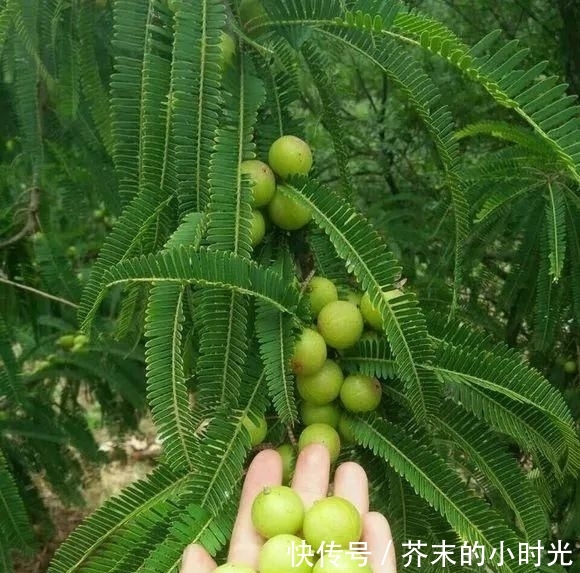 做成@路边的1种野果,人称“油金子”,味道酸甜,做成盆景价值高!