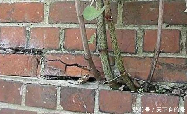  [本虎杖]“1种野草”长在墙上，看到要“铲除掉”，它繁殖快，危害大！