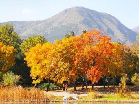 北京植物园迎最美秋景  观赏期持续至11月上旬