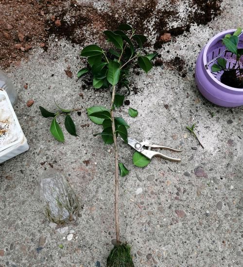  『水苔包裹』快速找茶花盆景素材的方法，水苔高压茶花老桩，直接成型