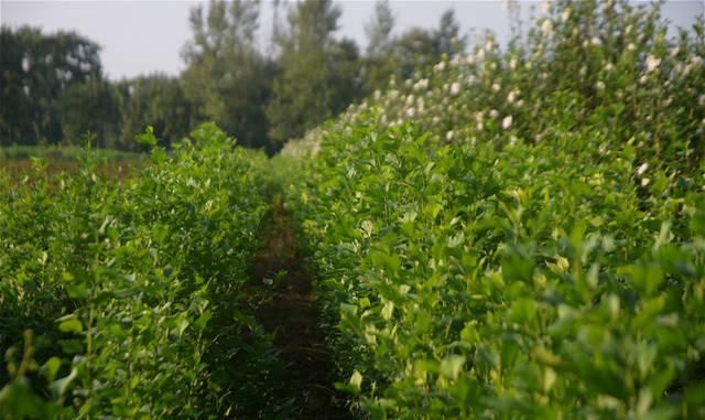  飞哥：农村有种植物，被称为“无穷花”，花是中药材，晒干值35元一斤