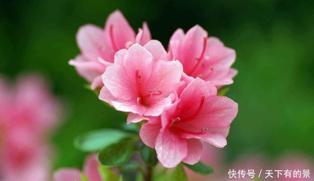  【机器】3种花是“开花机器”，好养易活开花漂亮，一年四季开花不断