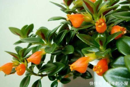  『喜欢』喜欢在家中养护花卉，就选择花期长，花色艳丽的3种花卉养护