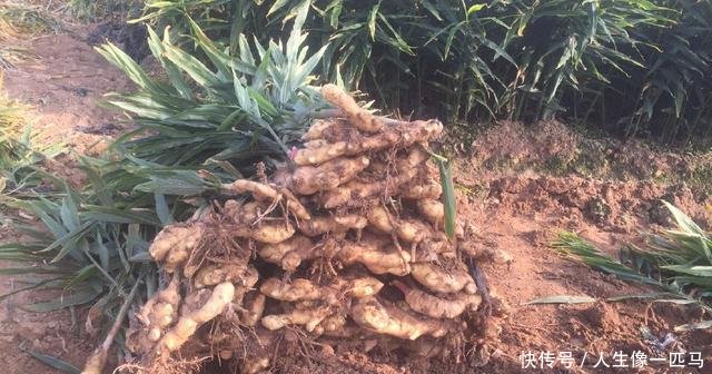 农民大哥不种玉米专种它，批发一斤2元以上，亩产8500斤