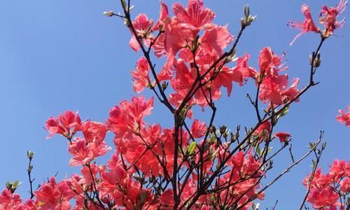 「燃起」余杭燃起“火烧云”,满山的杜鹃花美极了!