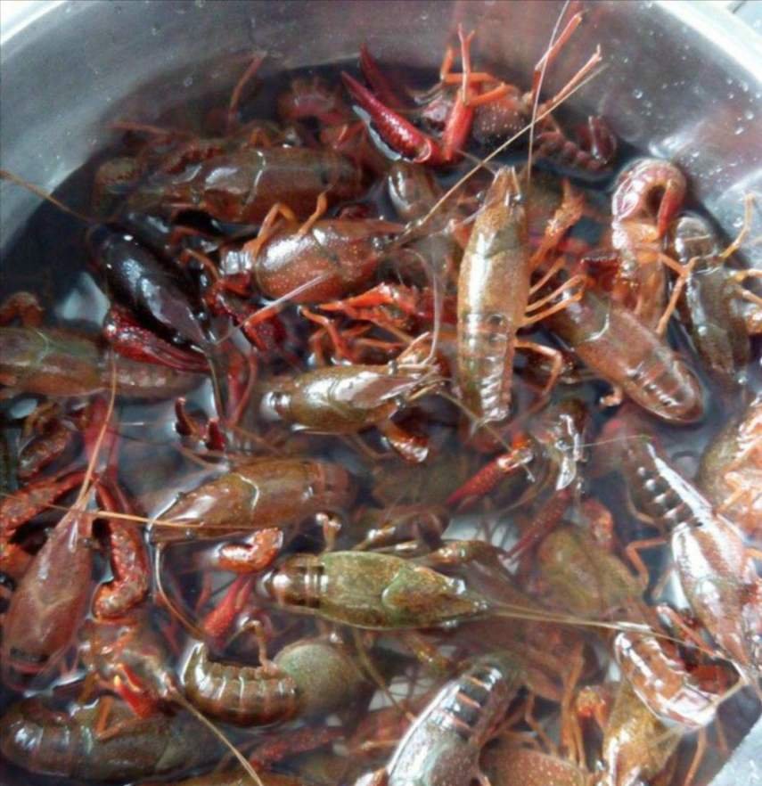 小龙虾克星，村民虾塘大减产，这群“祸害”却长的又肥又大