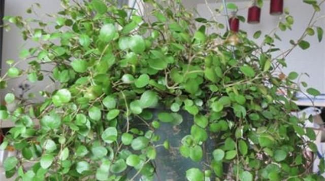  #绿萝#这4种垂吊花,一年能开300多天,漂亮又好养,别养绿萝多肉了!