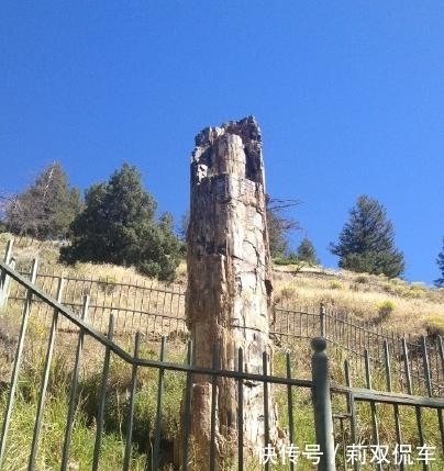 黄石公园珍稀的石化树,被游客一点点拿光,温泉被硬币堵塞!