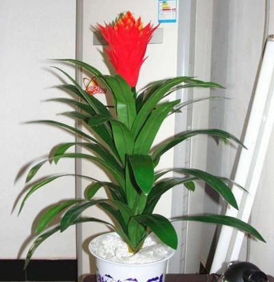  #鸿运当头#家养这5款花卉，旺财旺运，好养不费心，打造温馨阳台花园，高雅