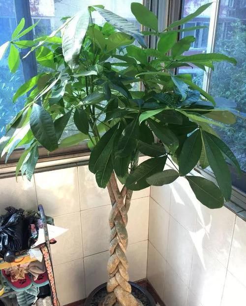  蟹爪兰■养花选盆很关键，4种花得用小盆“挤着养”，才能长得旺！