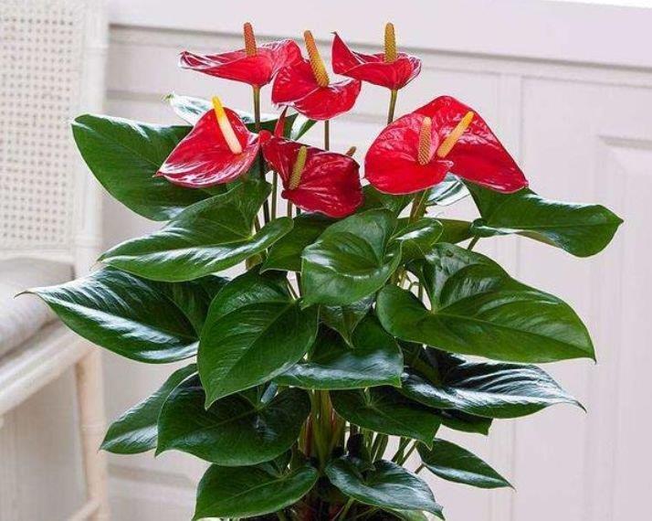  『别致』养花试试这几款，花开繁盛花香怡人，别致仙气，娇艳多姿