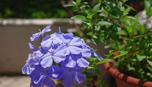 #花量#这些花卉好养易爆盆,花量大花期长,花姿卓越,花期一到香飘满屋