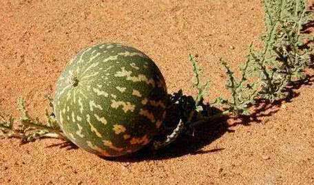 在沙漠探险时，即便是非常口渴，遇到地上的西瓜也要忍着，不能碰