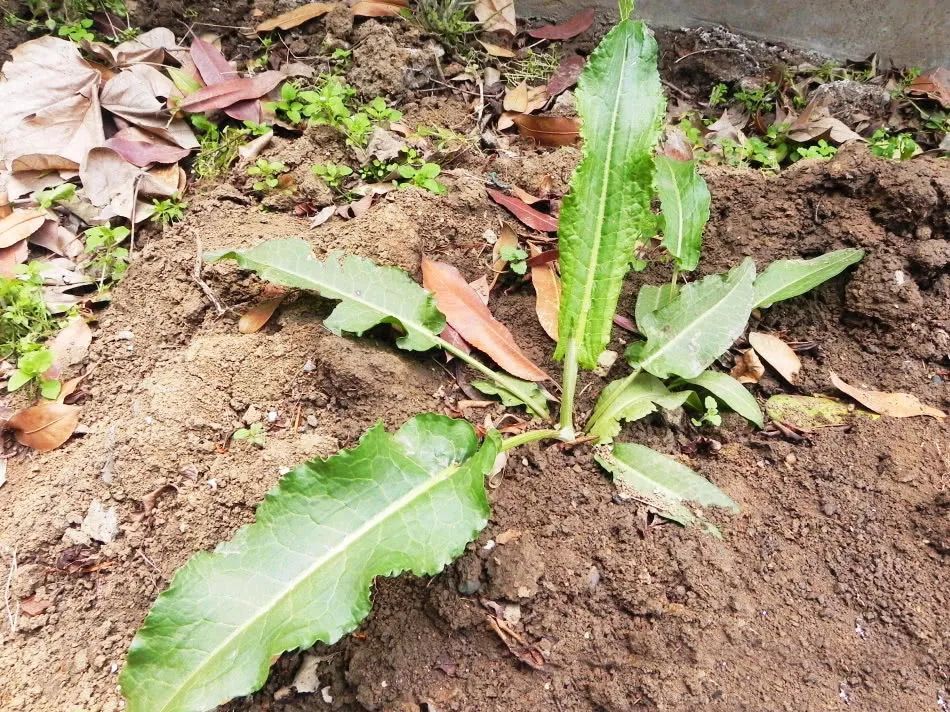 这种野菜长得像菠菜，农民用它来喂牛，却不知道它是“救命王”