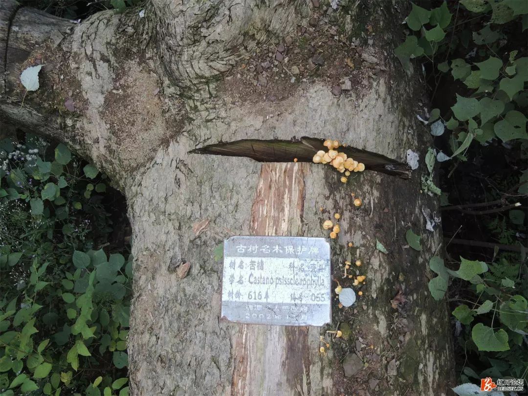 再访湘潭600年树龄的“苦槠树”，谁还记得它