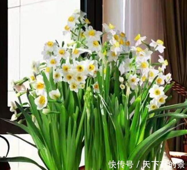 『花开旺』养花就养这几款,全年开花不停,谁见了都喜欢,花朵漂亮花开旺