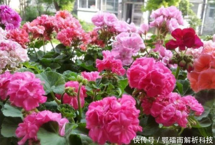 『家里』家里养上“4种花”,直接变成小花园,开花一茬茬,太漂亮!