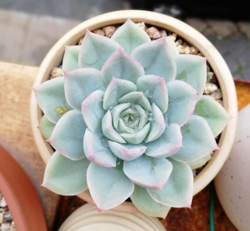  植物■把水浇在多肉植物的叶片上？这么做，容易让叶片受损