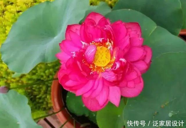 『放进』村里的旧水缸,放进一段藕根,开出满满的莲花