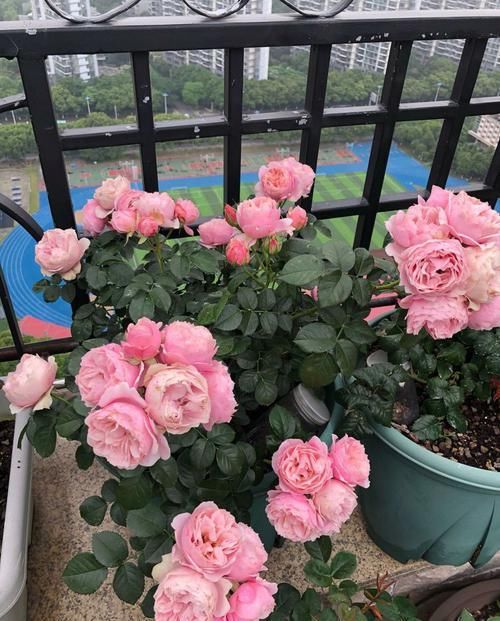  「金钗石斛」此4款花最适合放在阳台，沾土即活，非常容易爆盆，枝繁叶茂