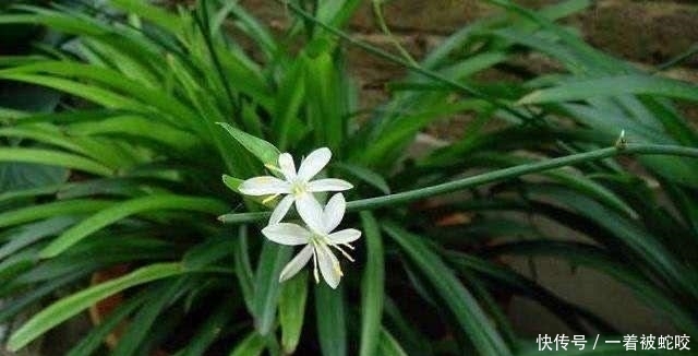  「顽强」春季家里养什么花？“4类花”，顽强好养，长势喜人，漂亮精神