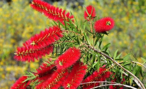 #芳香#特别适合观赏的4款花,花繁叶茂,芳香四溢,让家门前变小花园