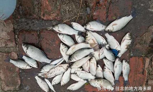 【小编今天】这东西2元1个,用来打窝很不错,钓鲫鱼效果显著,别错过