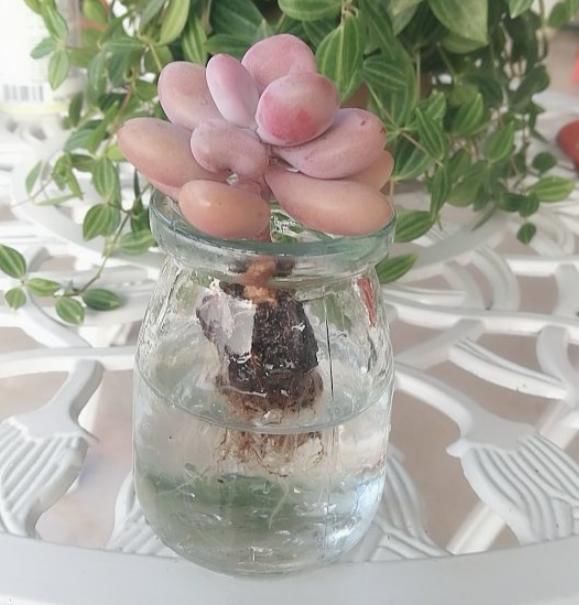  【就能开】6种花，最适合水养，一开花就是好几个月！