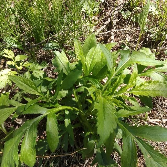 「山野菜」东北大山里的山野菜,你见过的有几种,能说出来吗