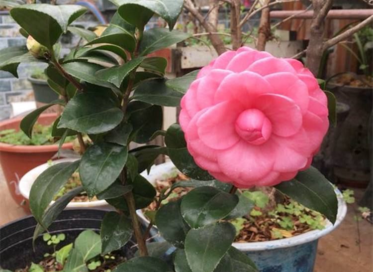 『茶花』养茶花的高手,施肥跟别人就是不一样
