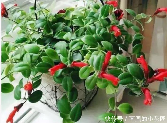  口红吊兰■3种吊兰花，一言不合就爆盆，开成“瀑布”，花期长，家中必备！