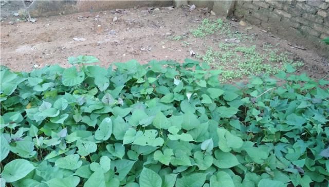  影响：红薯叶摘了之后，对红薯生长有什么影响？摘多摘少，影响大不相同