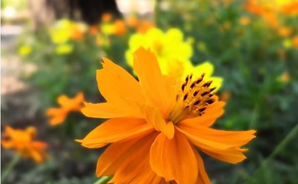  「夺目」百菊争艳，就养菊之精品硫华菊，花姿优美金黄夺目，开花美满盆