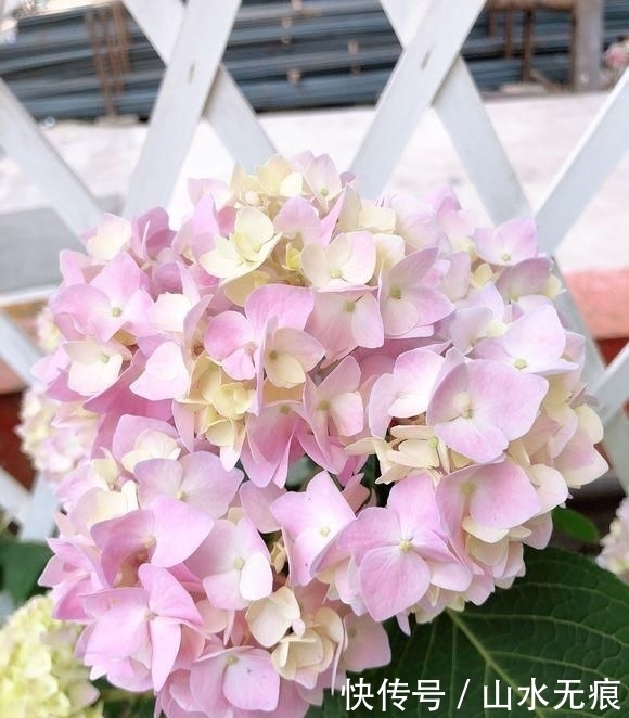 『花卉』百花争艳的季节,养那几种花最适合,推荐这四种开花好看花期长