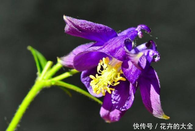 『新手』适合养在院子里的3种花,一年四季开花不断,好养易活很适合新手