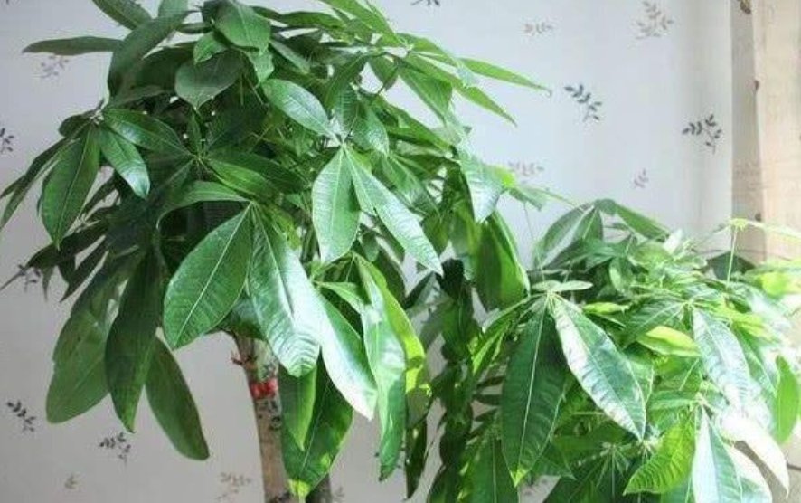  发财树浇水■你见过“发财树”开花结果吗？?掌握关键2点，漂亮花朵开出来！