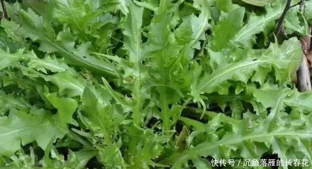 芝麻酱糖饼@北京必吃的19种美食!都吃过的才是地道北京人~