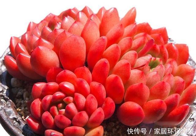  『出状态的时』3种如宝石般璀璨的多肉，好养爱上色，出状态后让人爱不释手