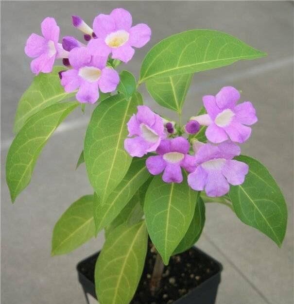  『高贵典雅』“珍品名菊”繁花似锦，高贵典雅，端庄秀丽，让人爱不释手！
